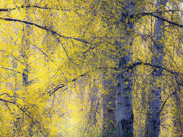 Gulin, Sylvia 아티스트의 USA-Washington State-Fall City Cottonwoods just budding out in the spring along the Snoqualmie River작품입니다.